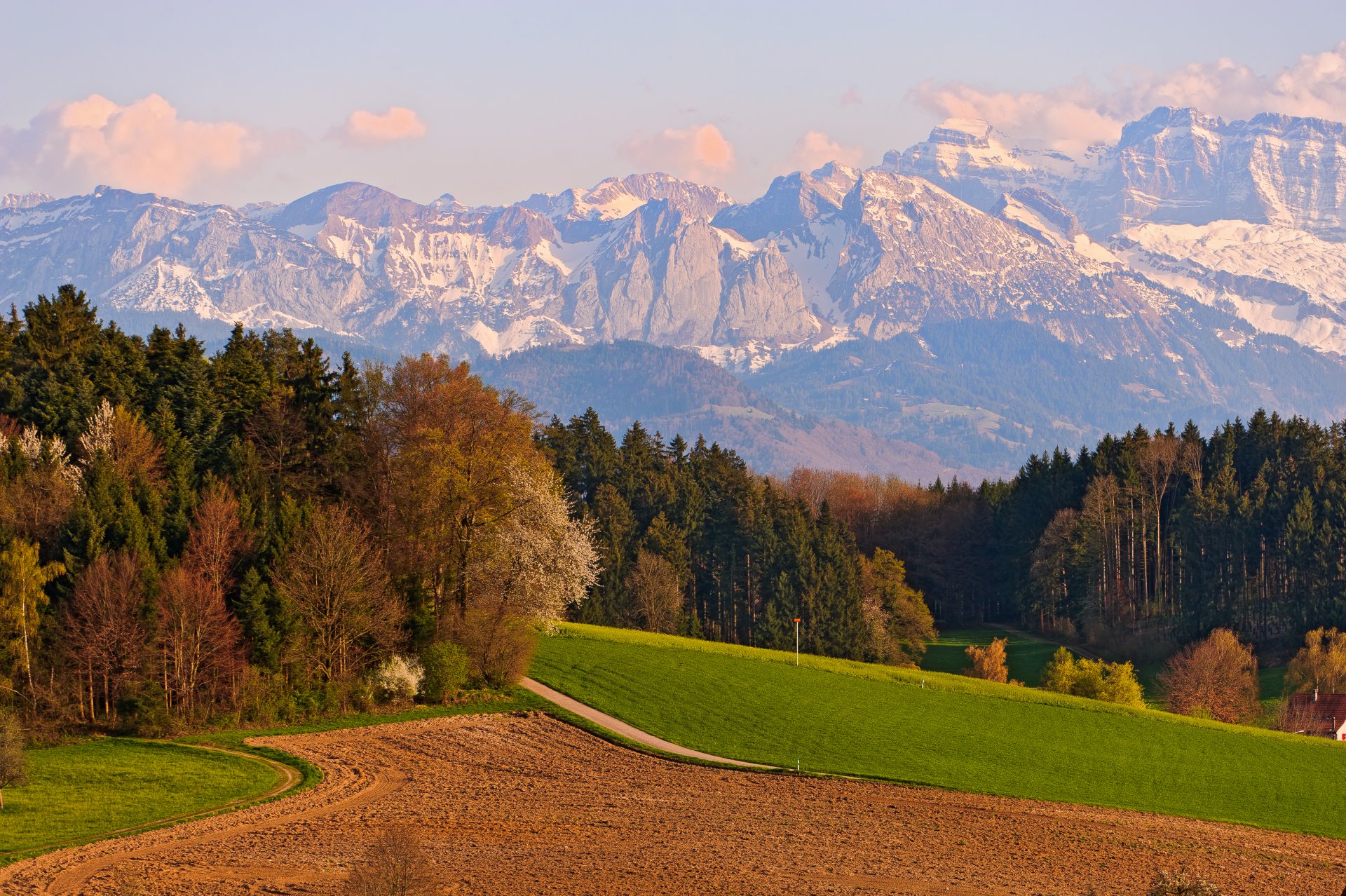 witzerland the field tree mountain