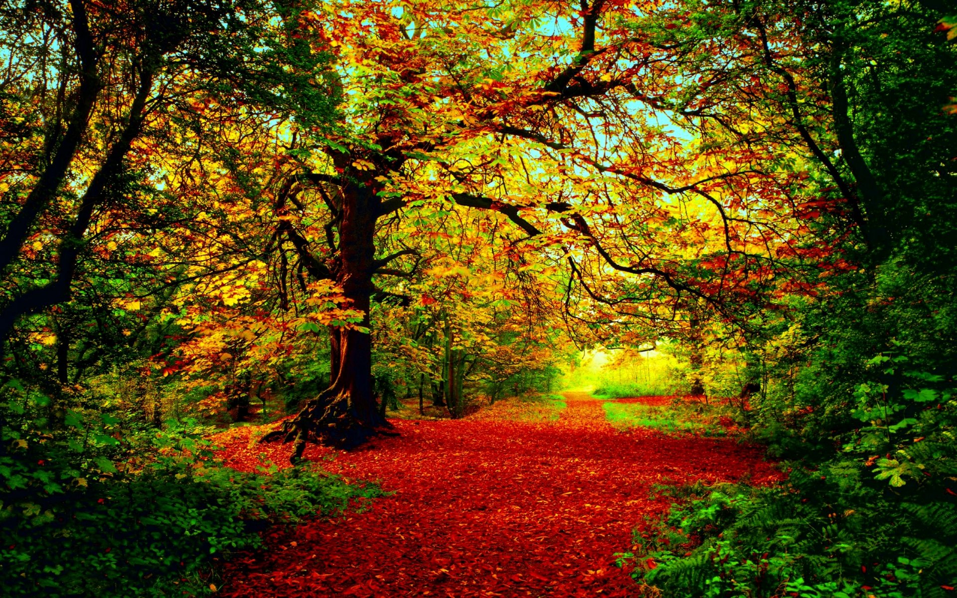 autumn forest tree red-yellow-green foliage sun light