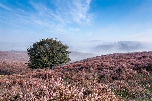 A lonely tree among the hills and fog