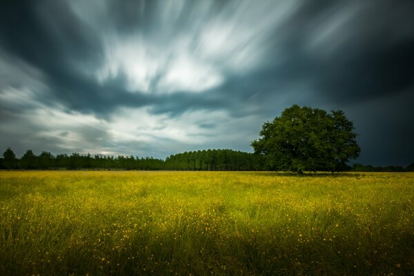 Before a thunderstorm, a lonely tree