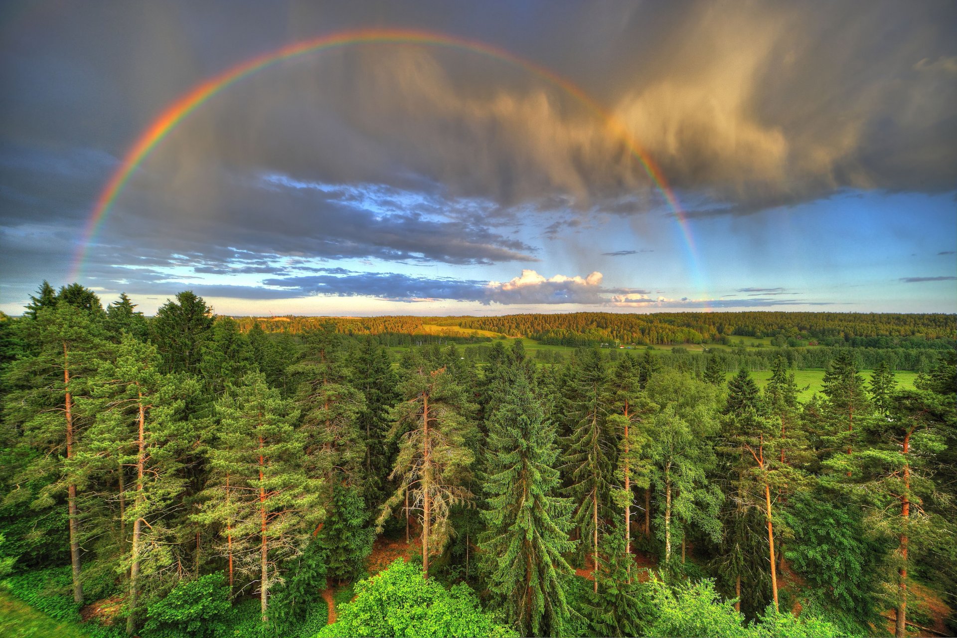 forest trees sky clouds clouds rainbow