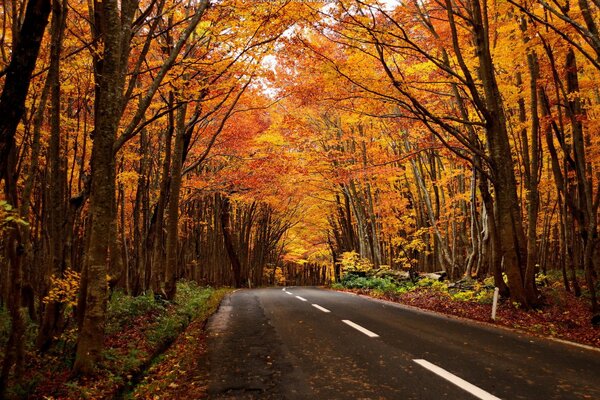 Autumn landscape on the way to the forest