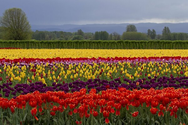 Field of Tulips summer flowers
