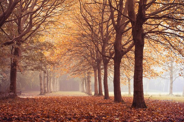 Autumn forest, fallen leaves