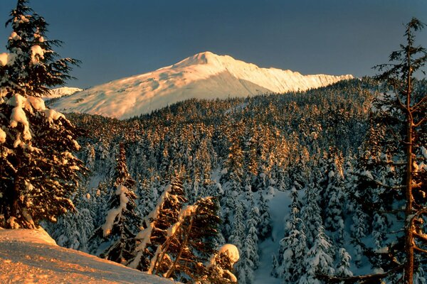 Winter landscape with forest and mountain views