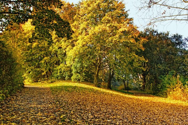 The autumn park is strewn with fallen leaves
