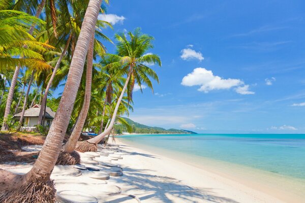 The tropics. Hot sand and endless sea