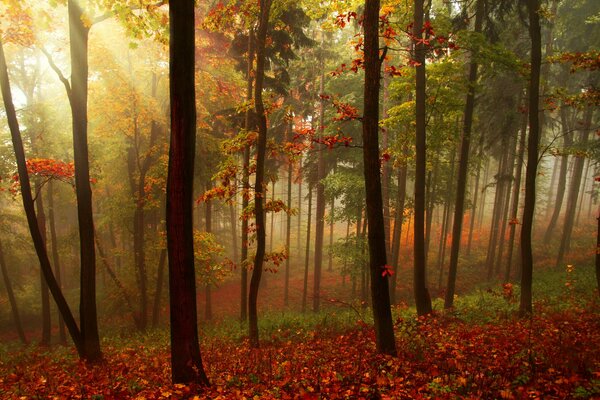 Autumn forest in the rare rays of the sun passing through the thicket