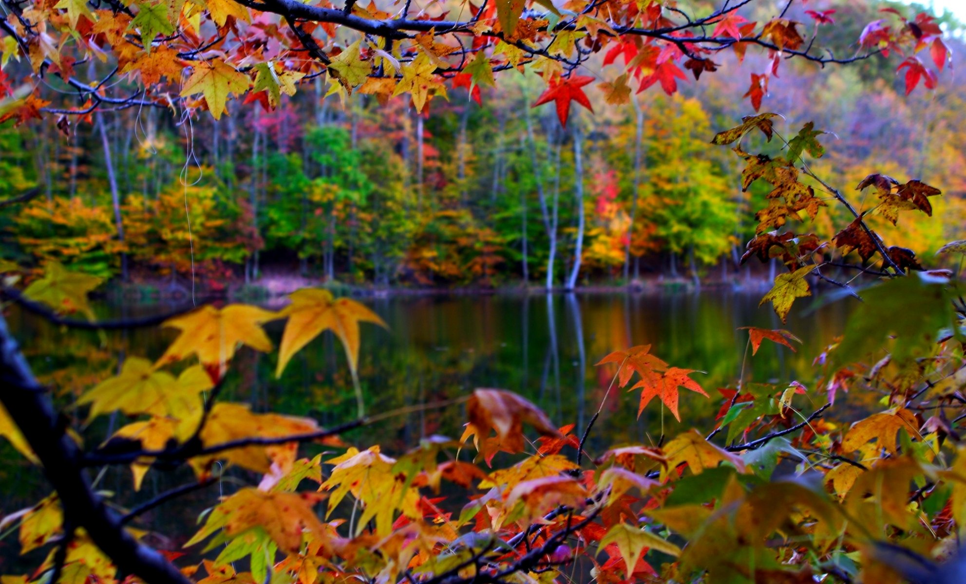 landscape nature leaves autumn close up