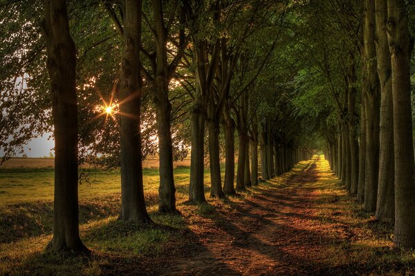 The road among the trees is illuminated by the sun