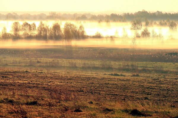 Landscape of the field in the morning fog
