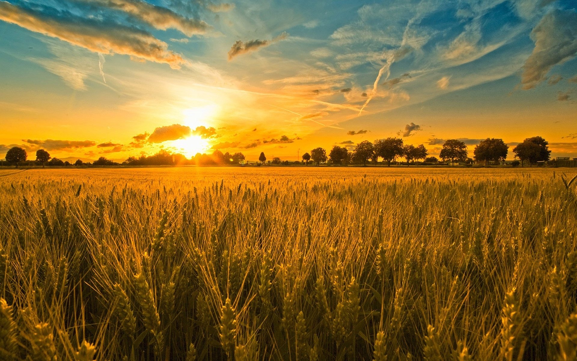 the field ears tree sunset sky cloud