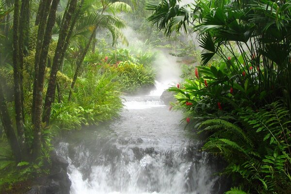 Waterfall in the jungle on the background of paparotniks