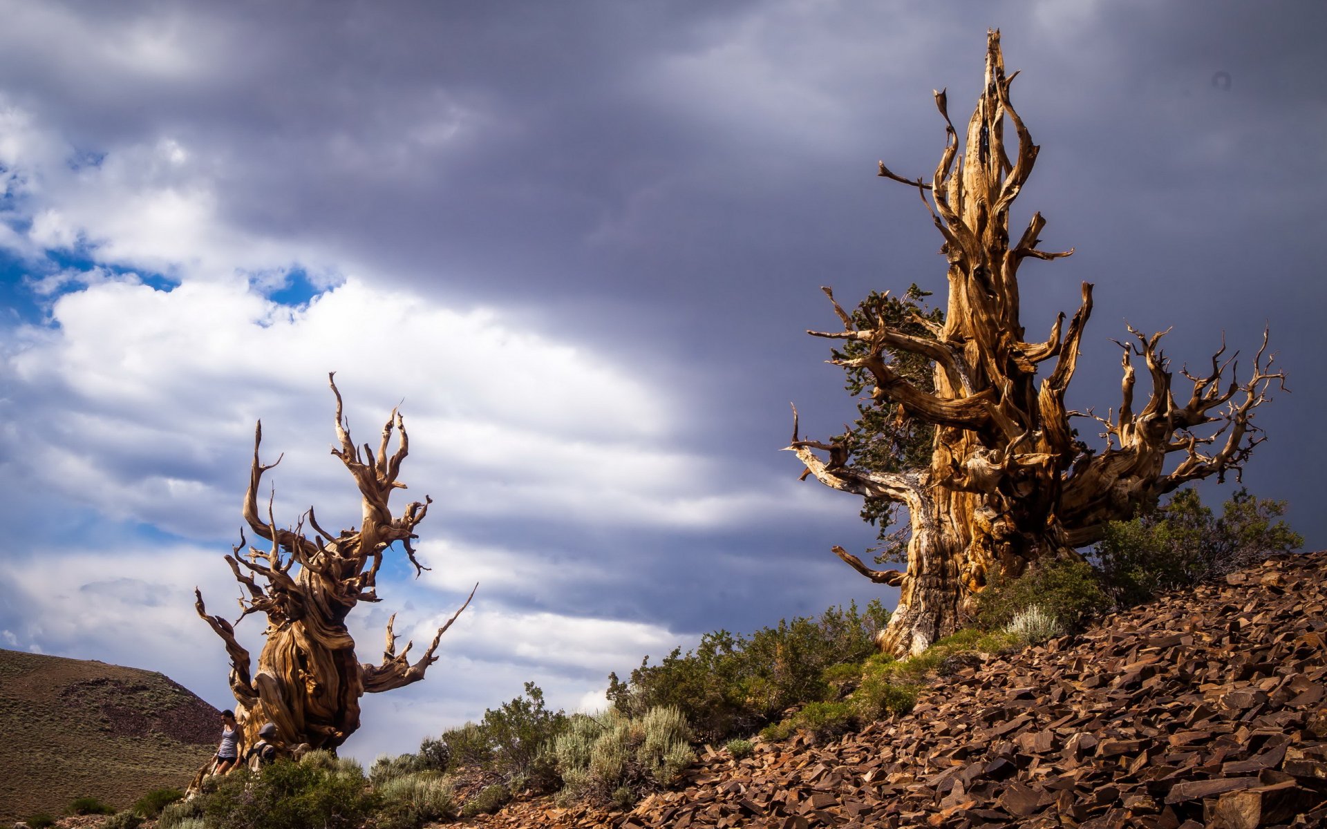 bristlecone pines in the white mountains inyo county california