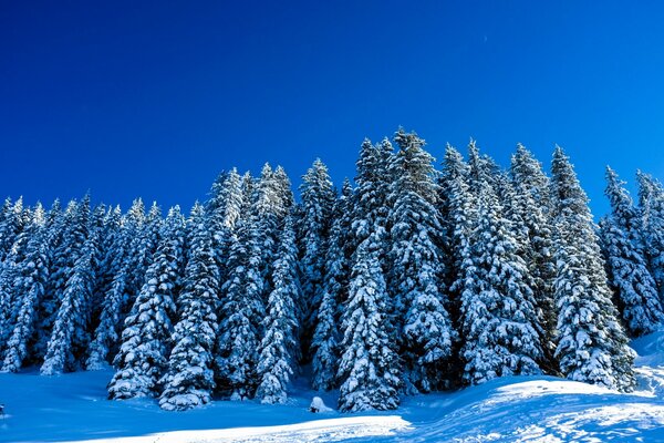 Winter landscape with snow trees