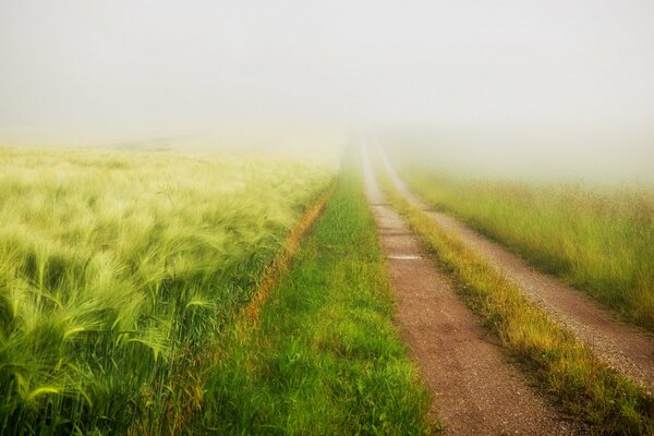 Summer foggy road through the field