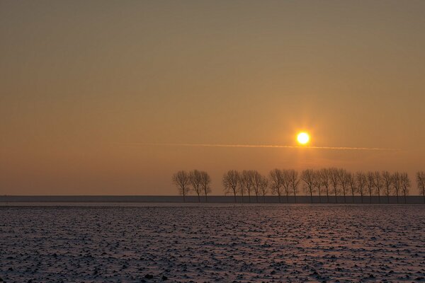 Distant trees in a field at sunset