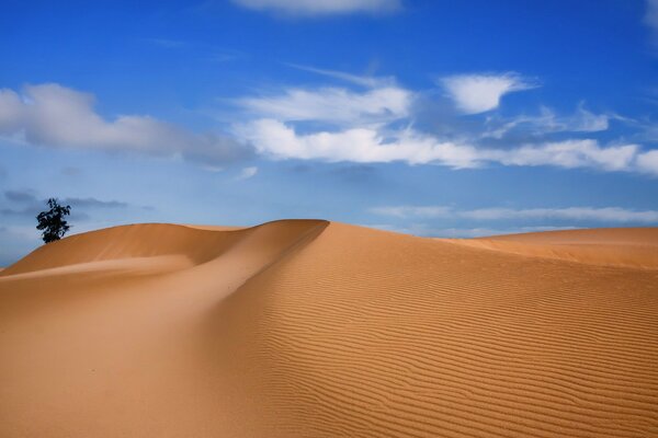 Landscape desert, blue sky