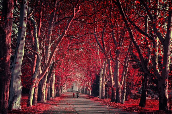 Crimson autumn in the park