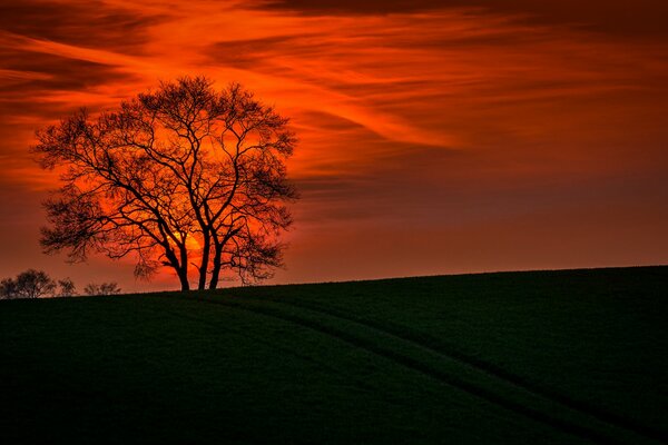 Image of a landscape against a sunset background