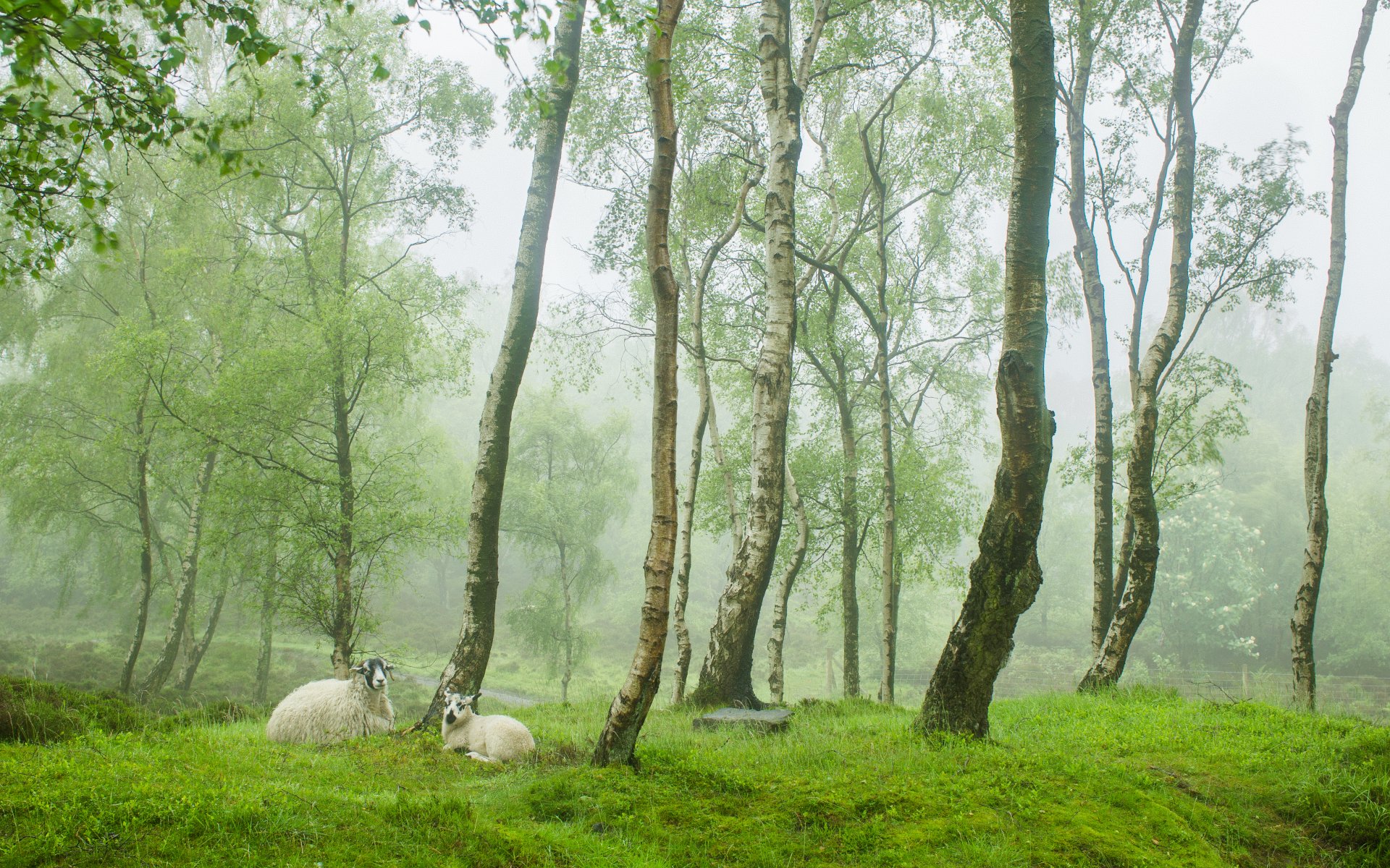 tanton moor peak district uk spring england village green tree sheep lamb fog