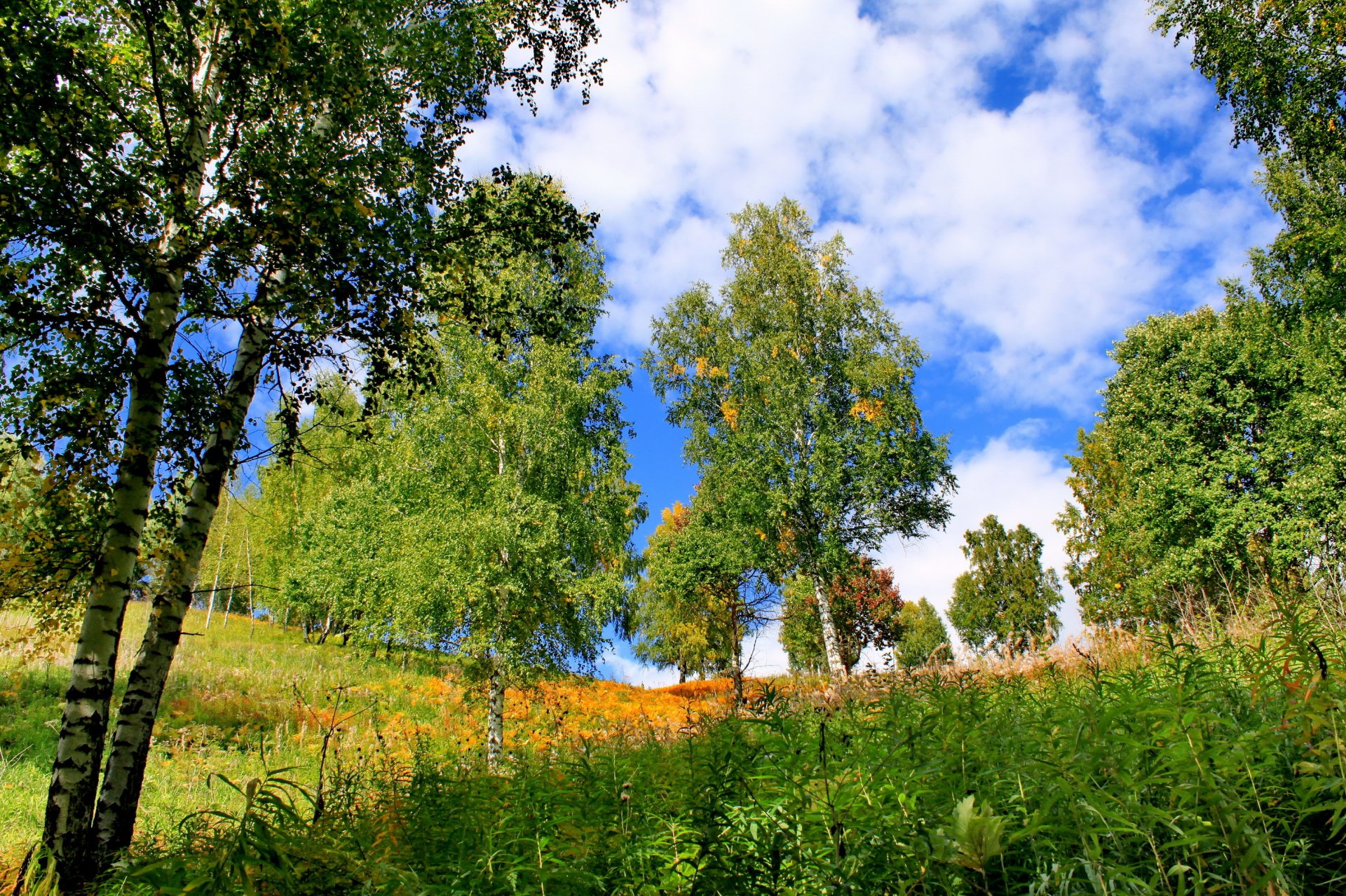 ummer khakassia tree grass birch nature photo