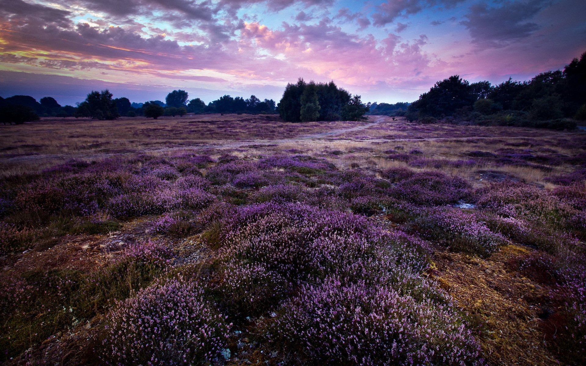 purple landscape england gb