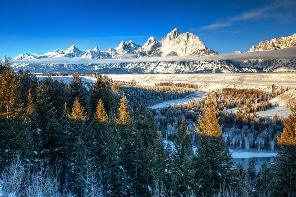 Snow-capped mountain peaks. Pine thicket