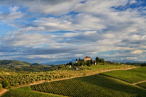 A vineyard in Italy against a cloudy sky