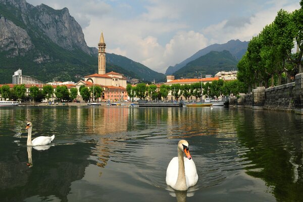 The swan is a delightful graceful bird
