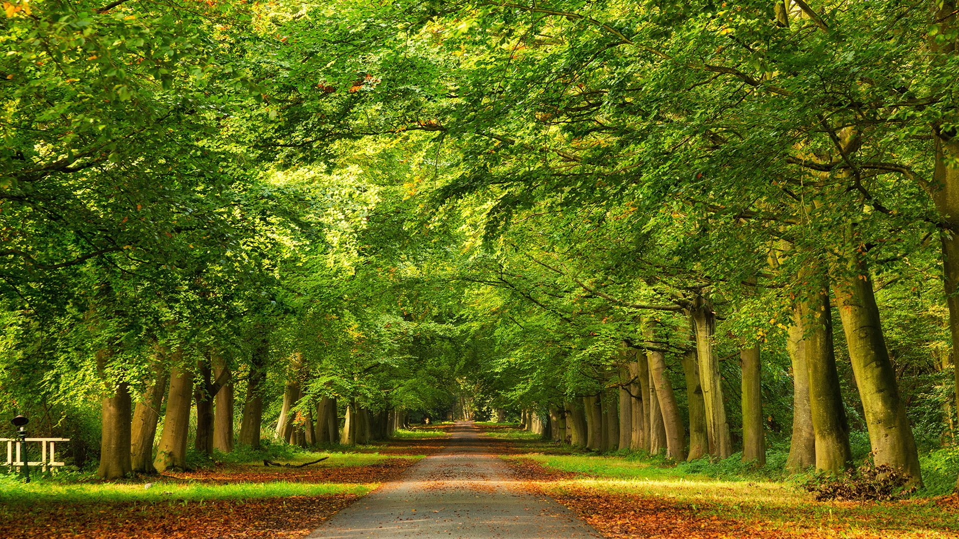 road tree autumn