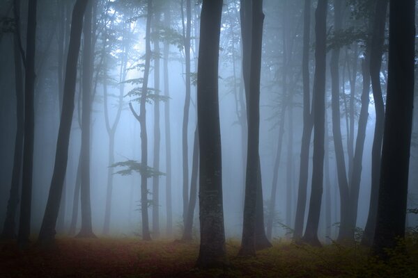 Dense foggy forest