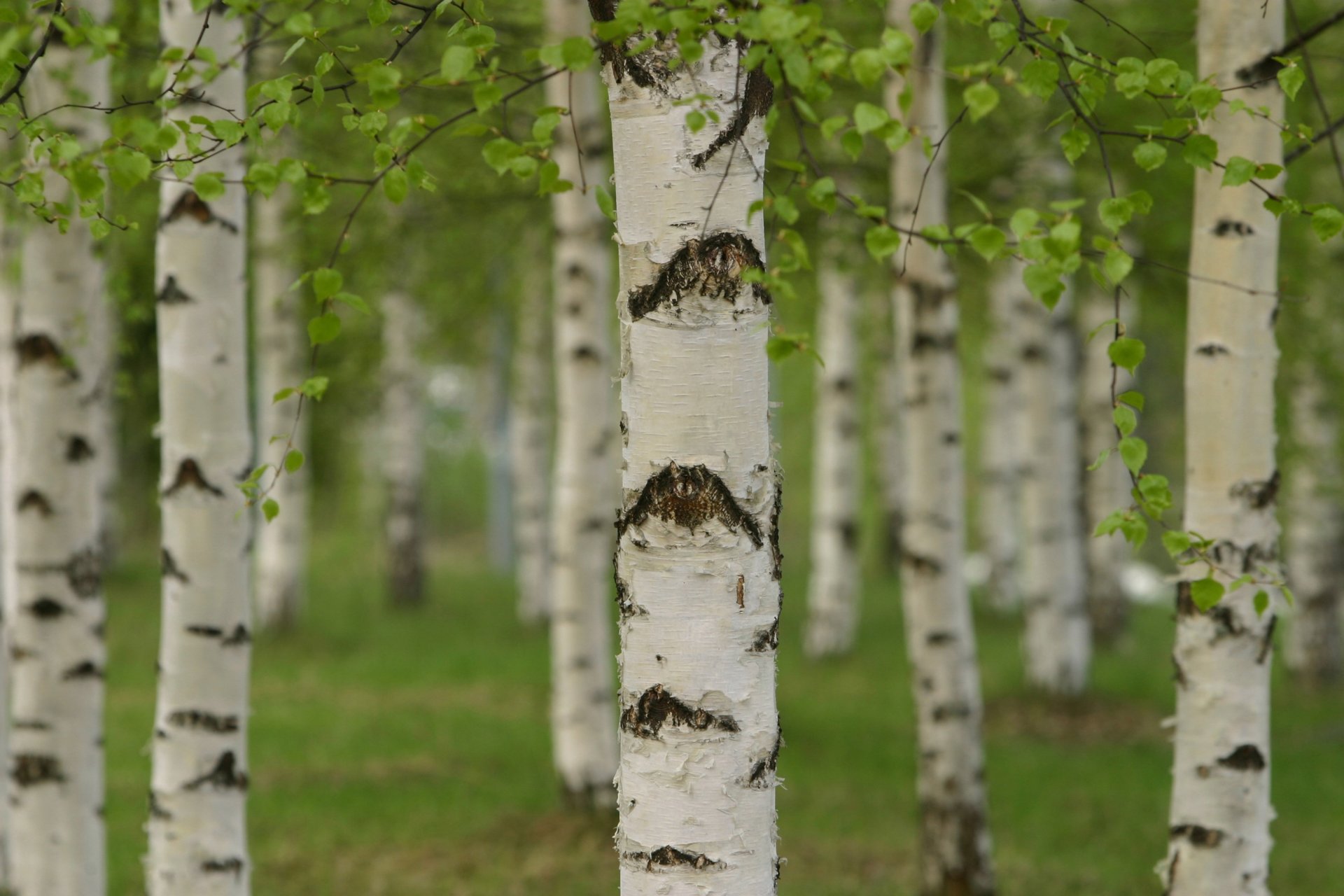 grove forest