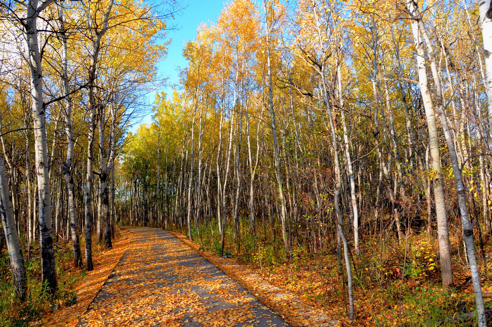 ky park forest grove autumn leaves tree road