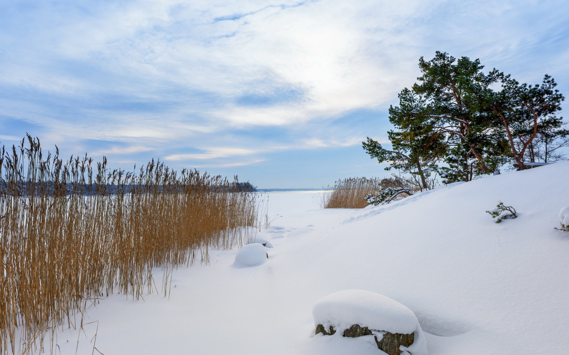 winter snow reed