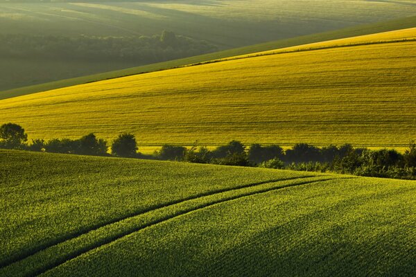 Summer morning on the background of a field landscape
