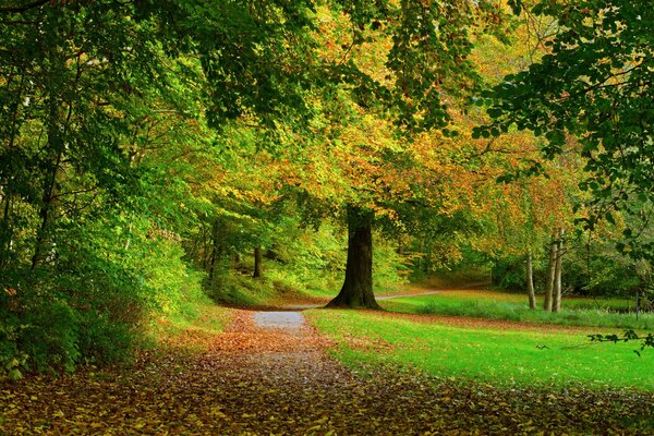 Trees and foliage in autumn