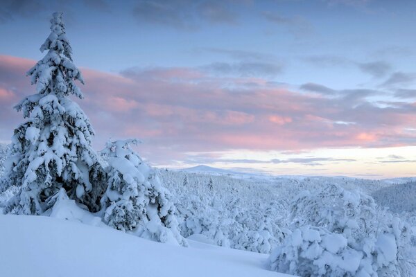 A cold winter morning in the forest
