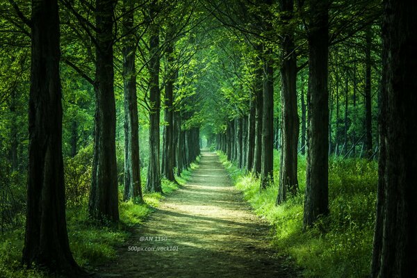 Forest. Nature. Trees