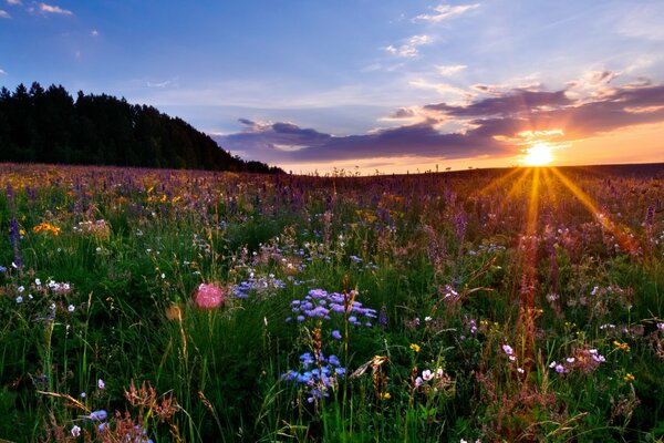 A field with flowers on a sunset background